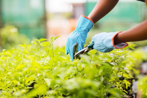 Horticultural team pruning hedges in a community courtyard