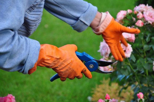 A gardener wearing light blue work clothing and bright orange gloves is using a pair of garden shears to trim a pink flowering shrub in a well-maintained outdoor garden space. The background shows a lush, green lawn and additional garden plants, indicating a healthy, landscaped area typical of residential gardens in Plaistow, London. The shrub has vibrant pink blossoms, and the gardener's hands are clearly focused on shaping the plant. The scene is set under natural daylight, likely during mild weather, with visible textures of the grass, soil, and trimmed foliage. This image emphasizes outdoor plant maintenance, gardening expertise, and garden care services associated with lawn and shrub management in the Plaistow area, aligning with professional gardening and landscaping services provided by Lawn Mowing Plaistow.